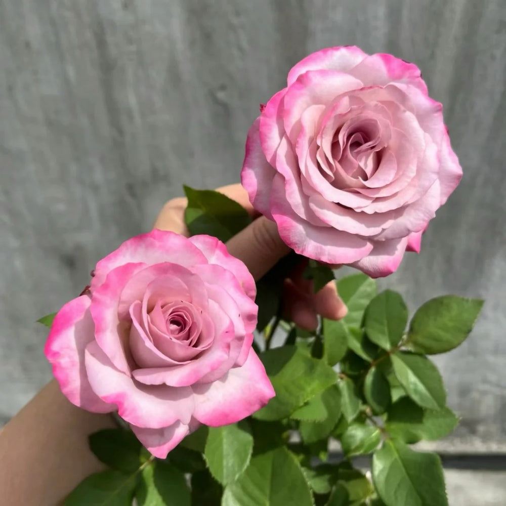 Glamorous Rose
