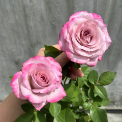 Glamorous Rose