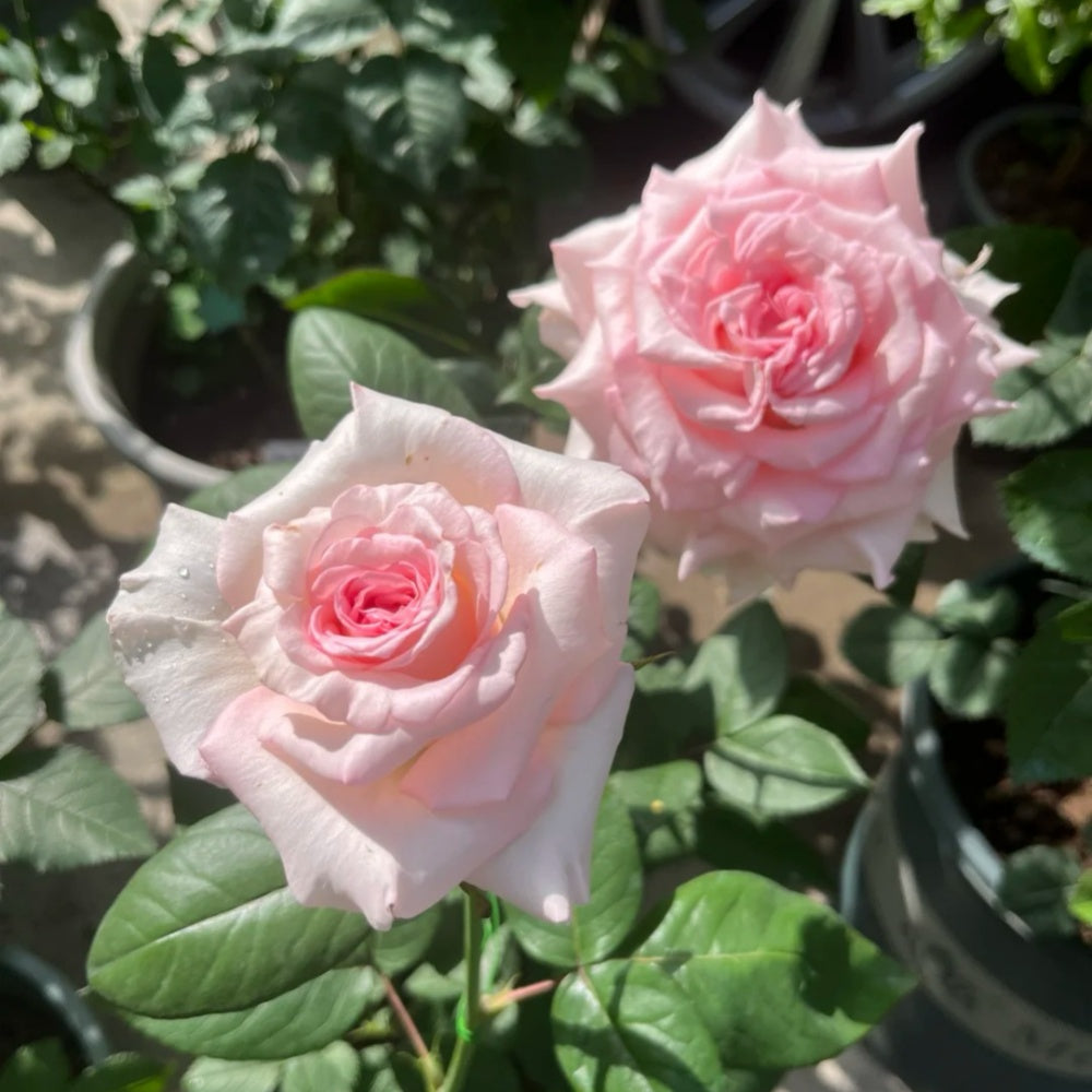 Goddess of the Luo River Rose-洛神｜Kenya Cut Rose