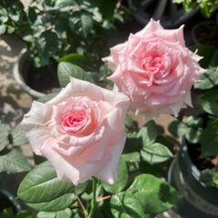 Goddess of the Luo River Rose-洛神｜Kenya Cut Rose