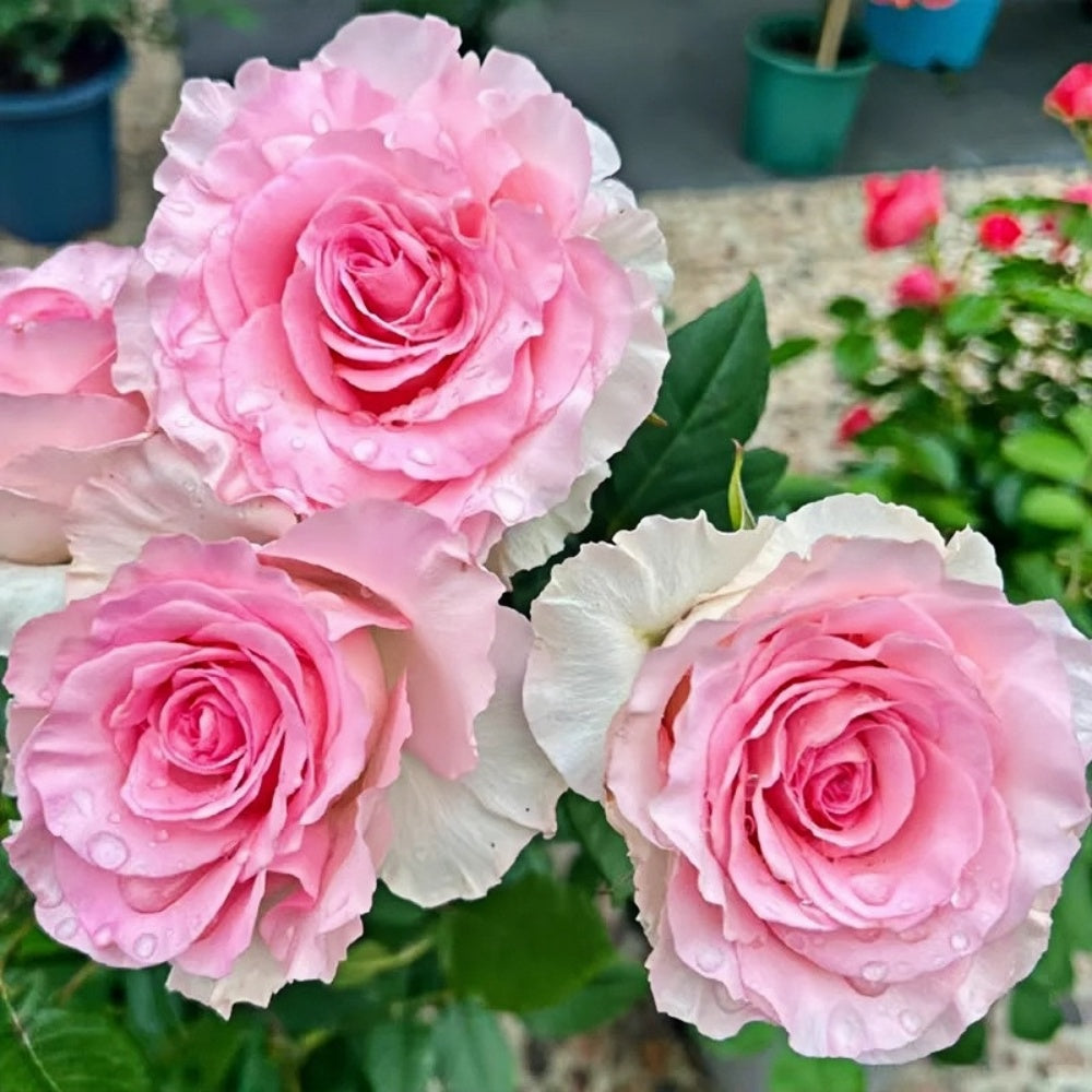 Goddess of the Luo River Rose