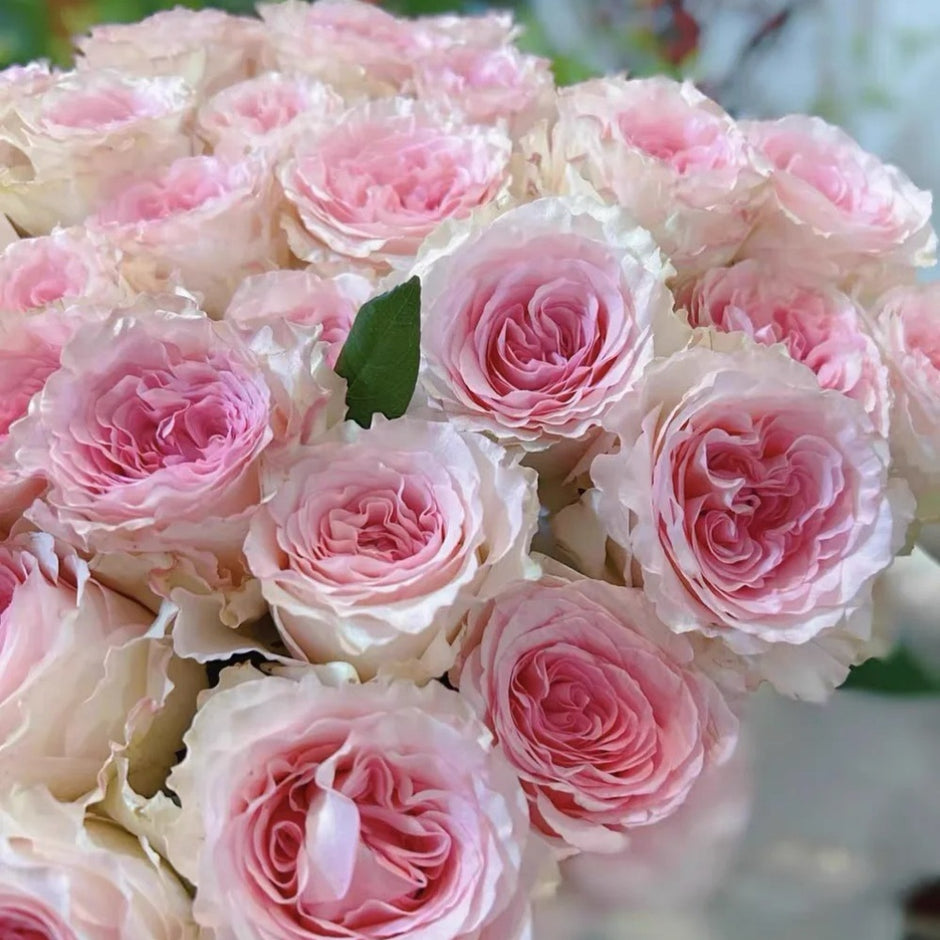 Cut Roses – Page 9 – Ergongzy Roses