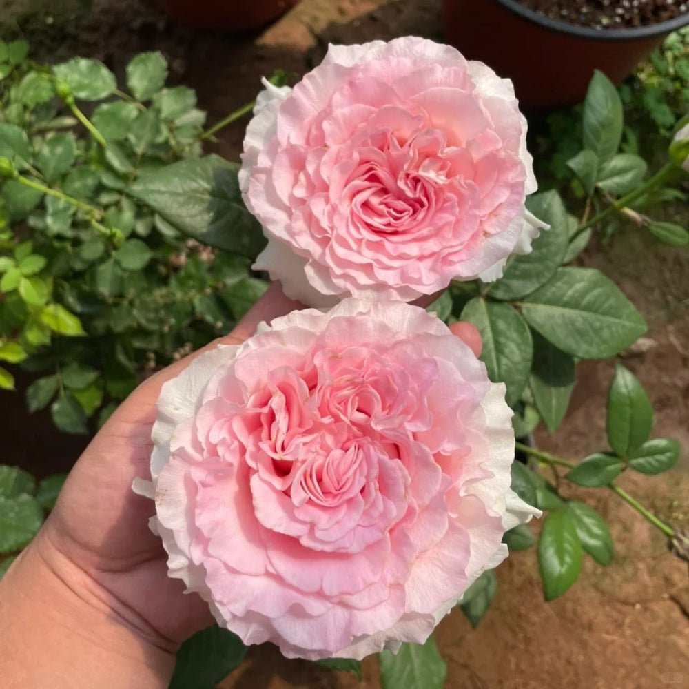 Goddess of the Luo River Rose