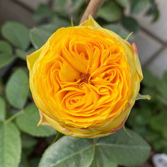 Golden Trendsetter rose