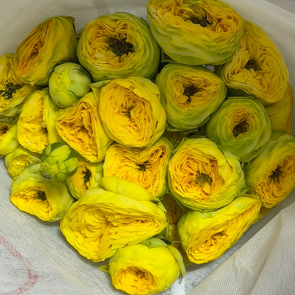 Golden Trendsetter rose