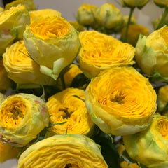 Golden Trendsetter rose-金色潮流｜Netherlands Cut Rose