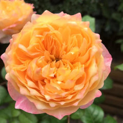 Golden Vuvuzela Rose