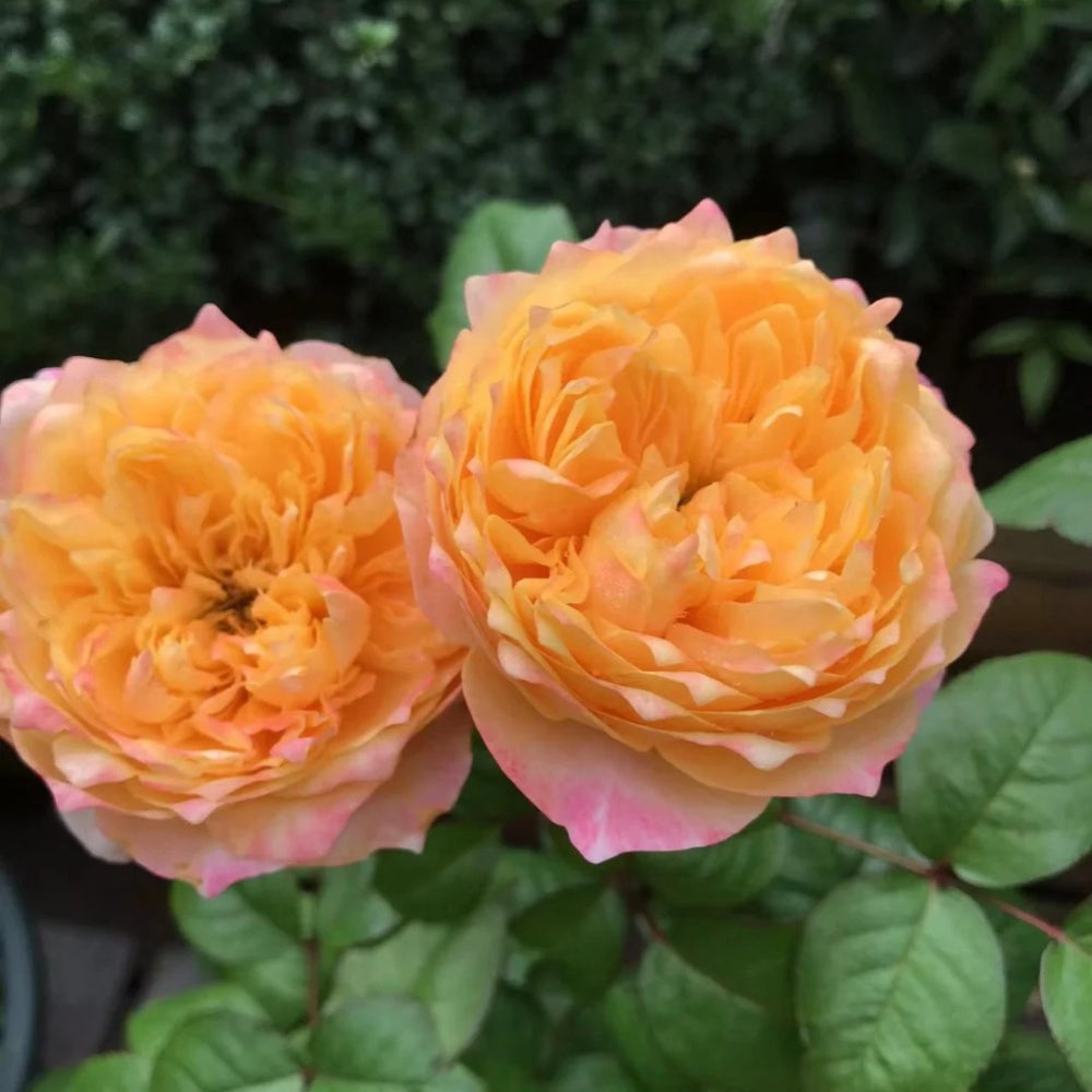 Golden Vuvuzela Rose