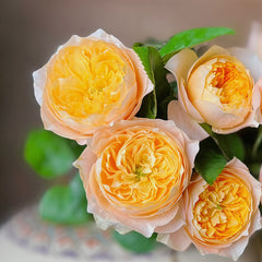 Golden Vuvuzela Rose
