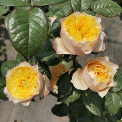 Golden Vuvuzela Rose