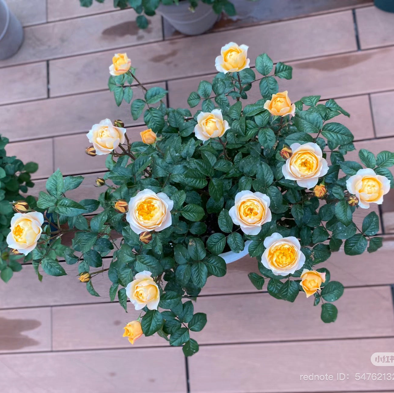 Golden Vuvuzela Rose