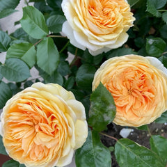 Golden chippendale rose
