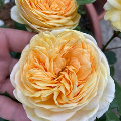 Golden chippendale rose
