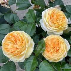 Golden chippendale rose