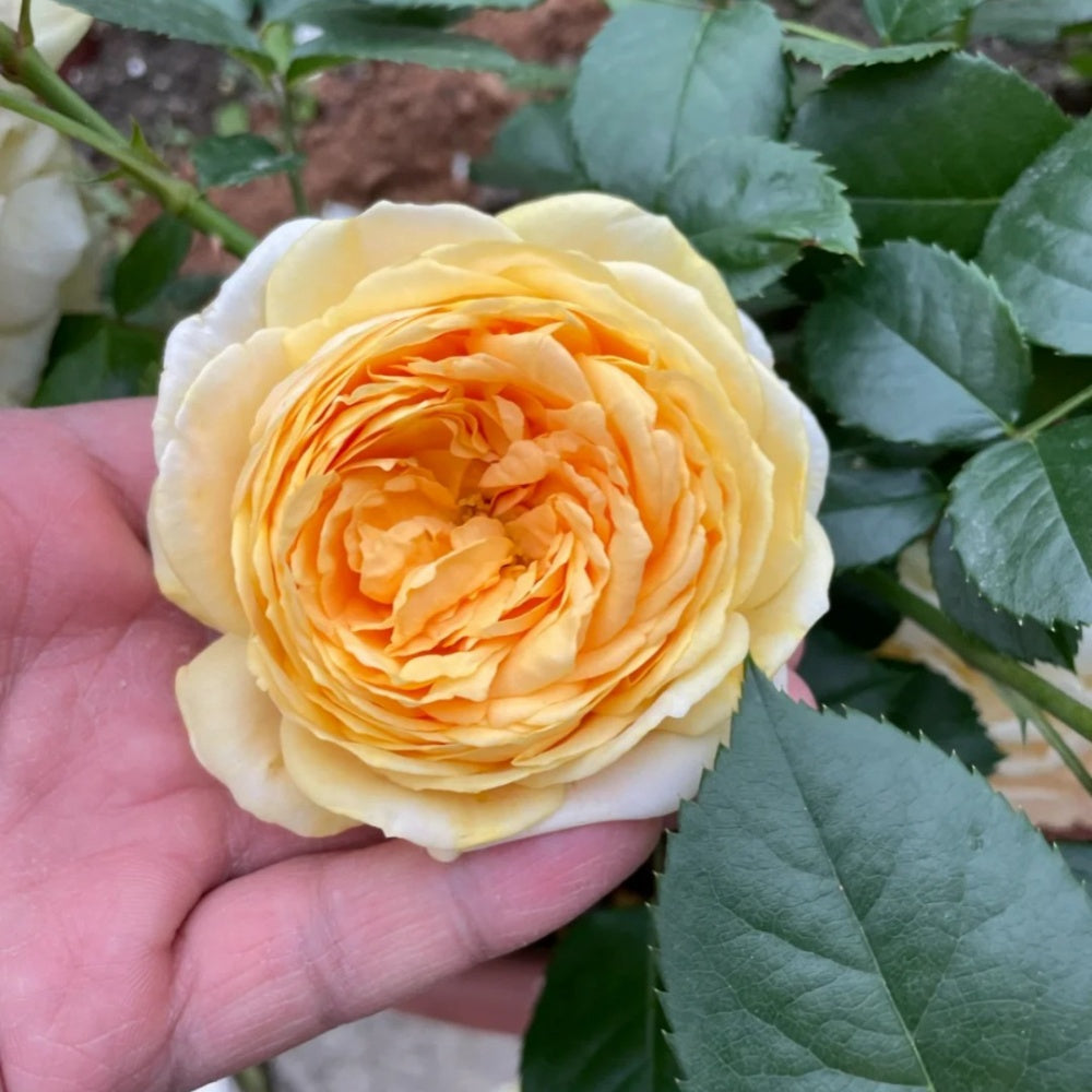 Golden chippendale rose