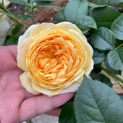 Golden chippendale rose