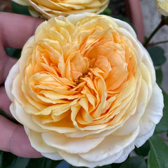 Golden chippendale rose