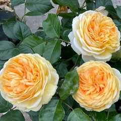 Golden chippendale rose