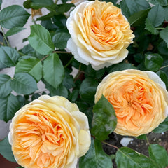 Golden chippendale rose