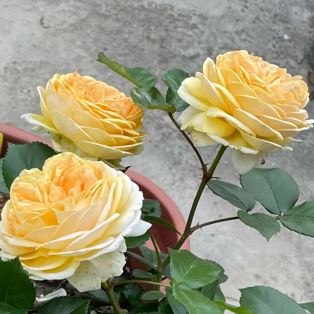 Golden chippendale rose