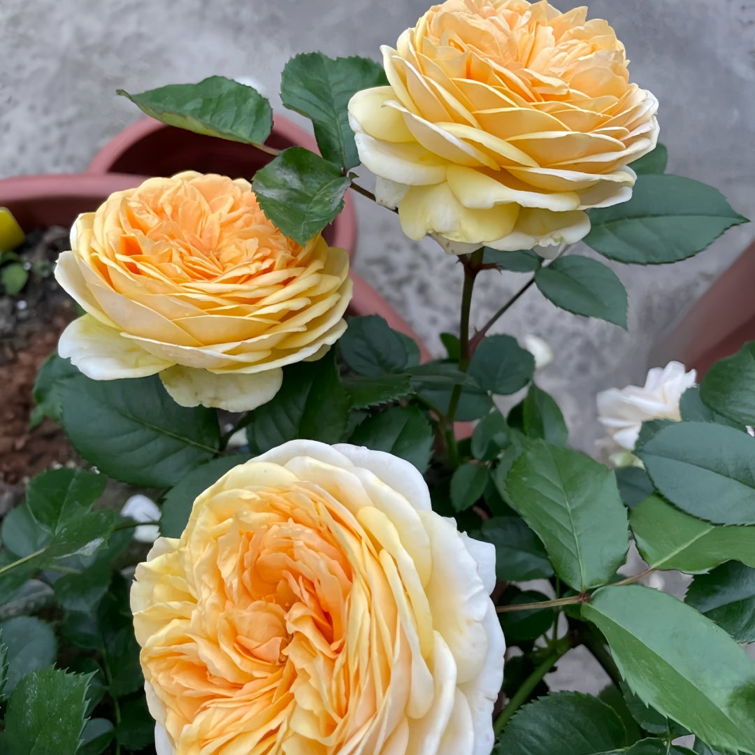 Golden chippendale rose