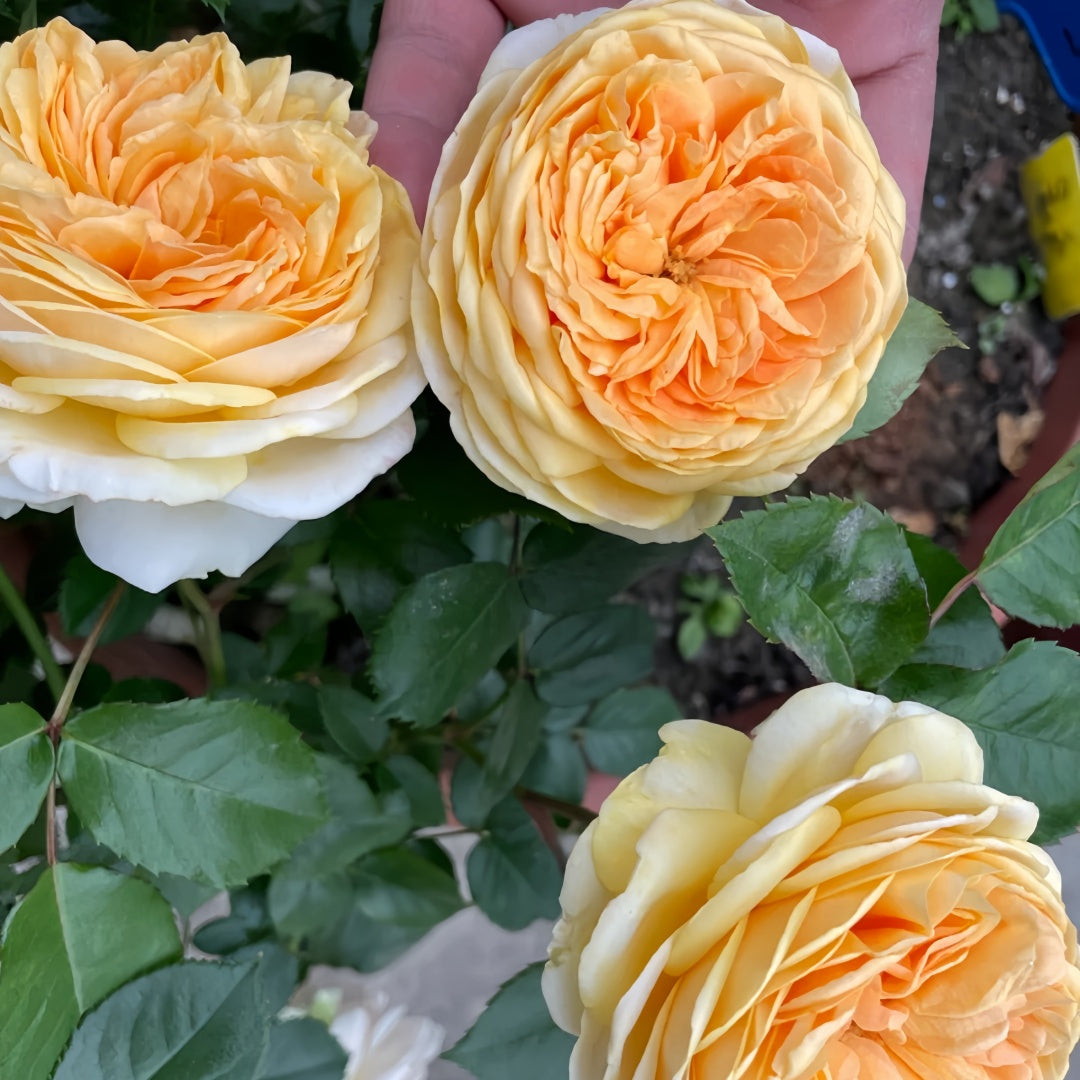 Golden chippendale rose