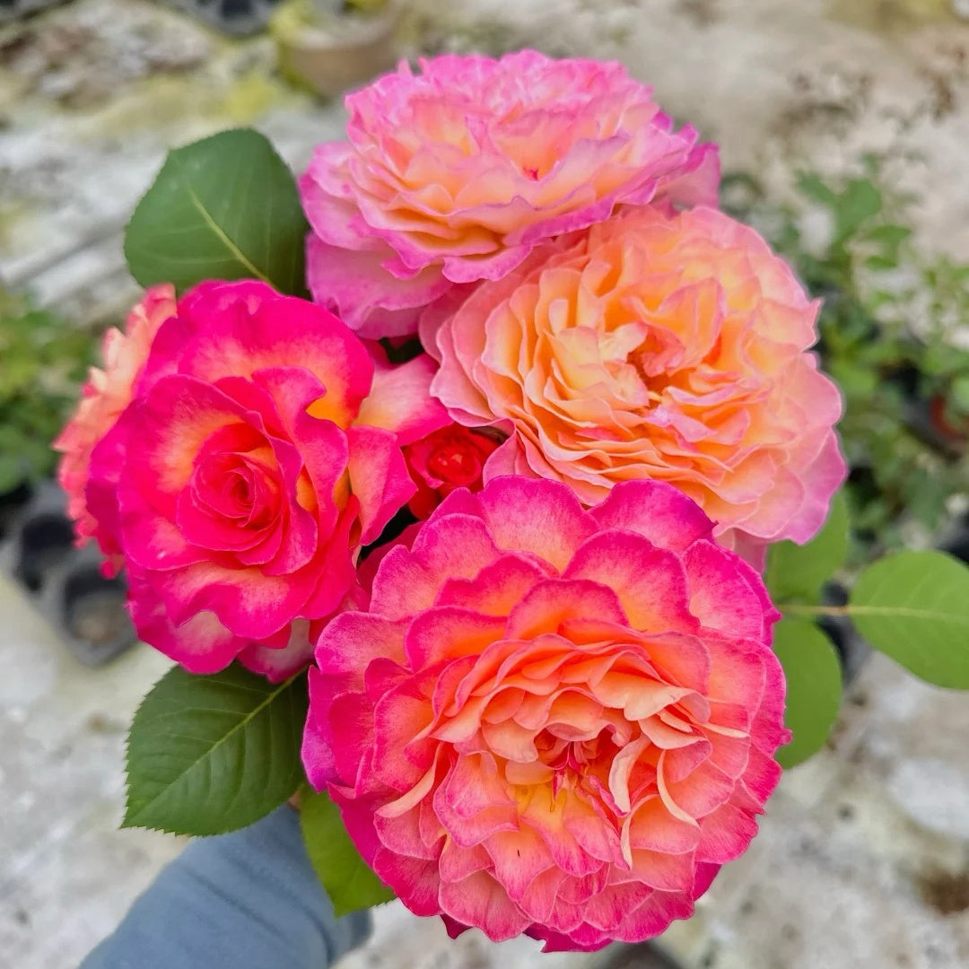 Gorgeous Rose