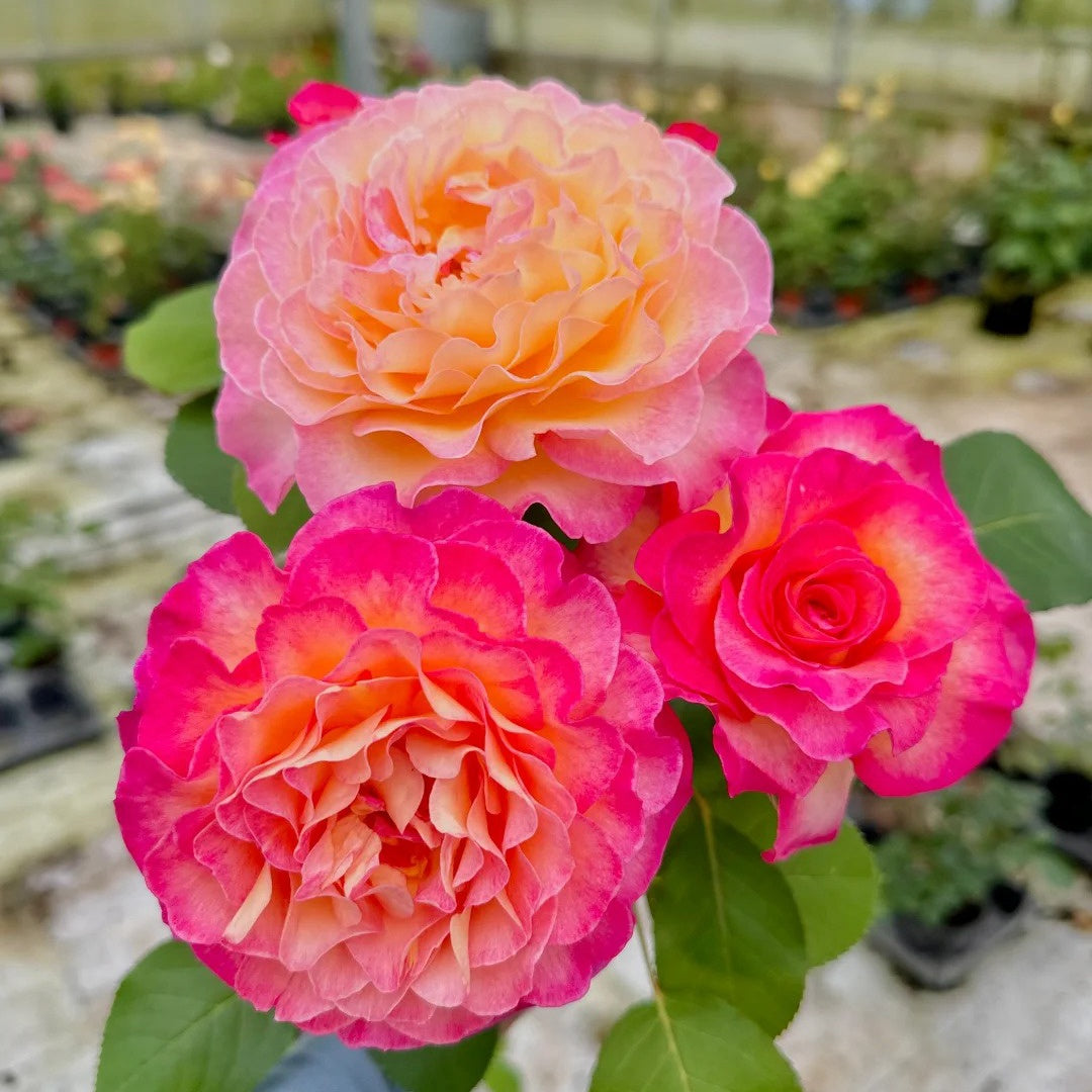 Gorgeous Rose
