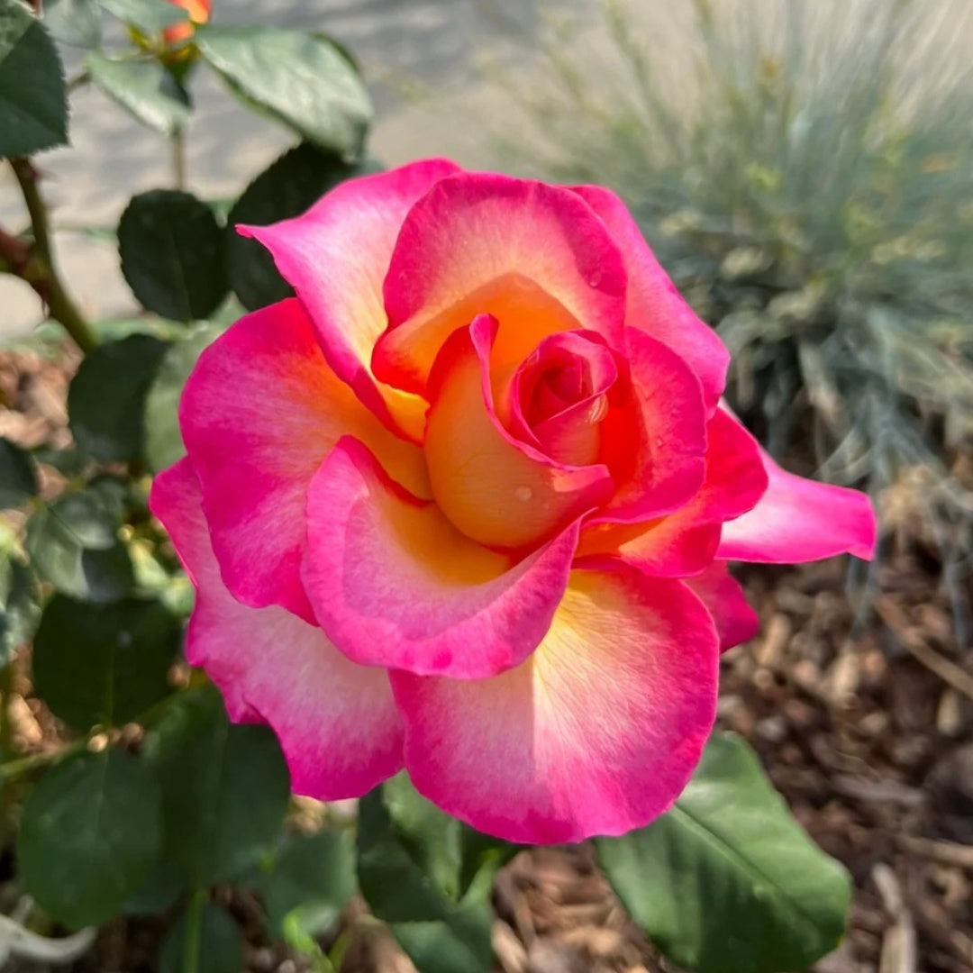 Gorgeous Rose
