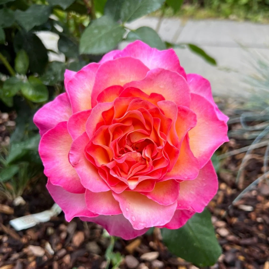Gorgeous Rose