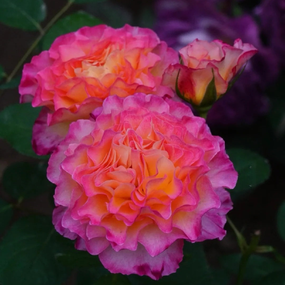 Gorgeous Rose