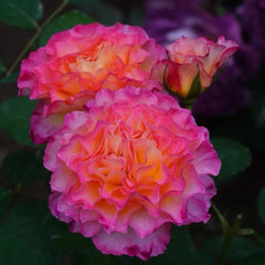 Gorgeous Rose