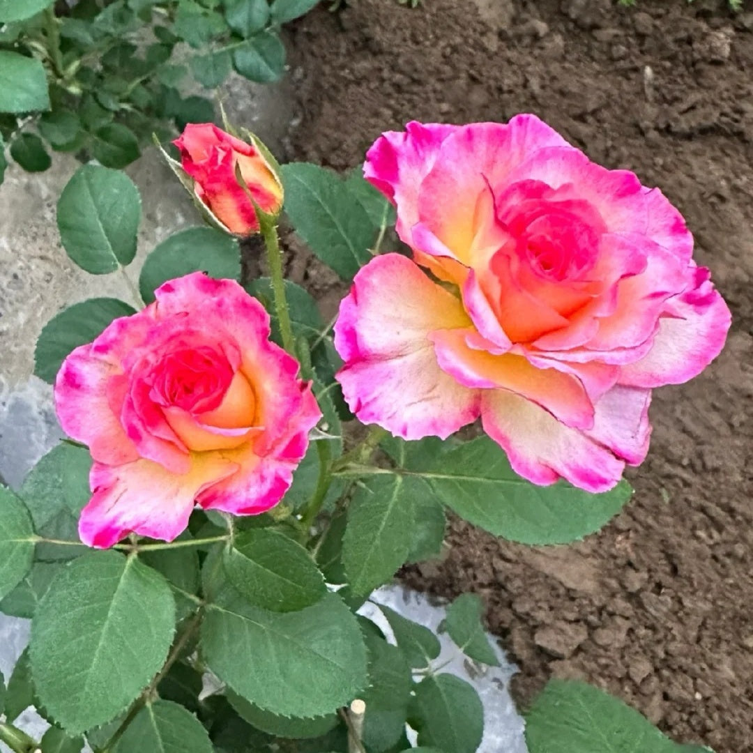 Gorgeous Rose