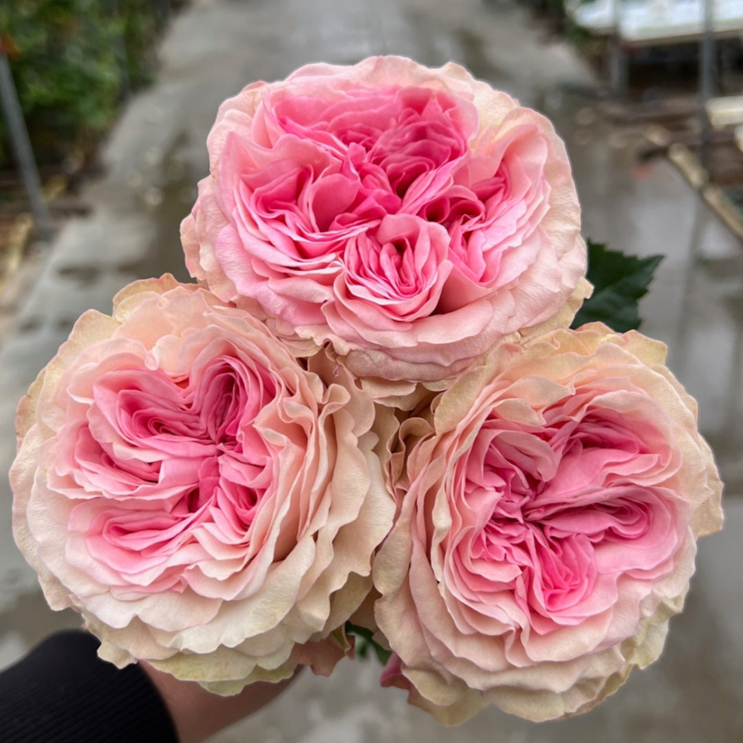 Gossip Girl Rose