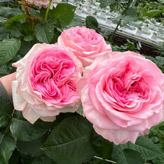 Gossip Girl Rose