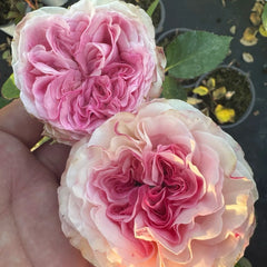 Gossip Girl Rose