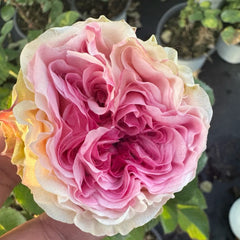 Gossip Girl Rose