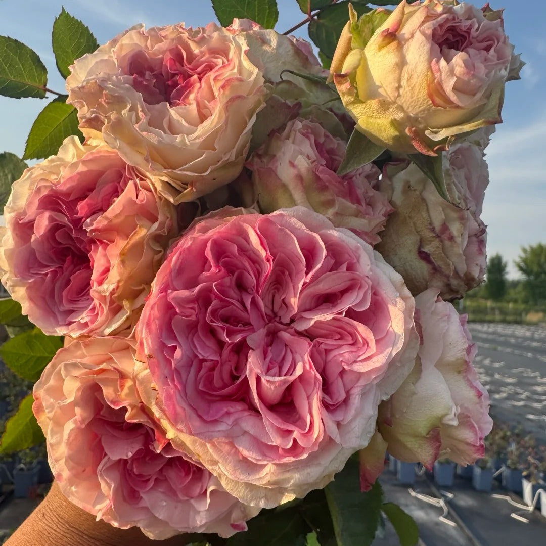 Gossip Girl Rose