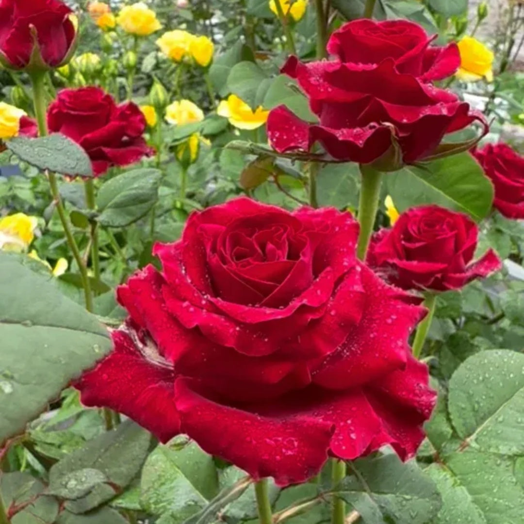 Grand Chateau Rose