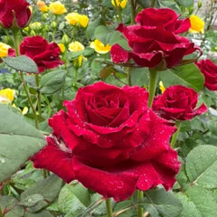 Grand Chateau Rose