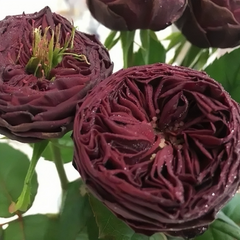 Grand jubilee rose