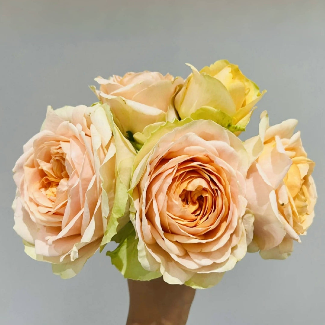 Gravity Rose