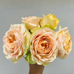 Gravity Rose