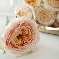Gravity Rose