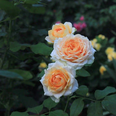 Gravity Rose