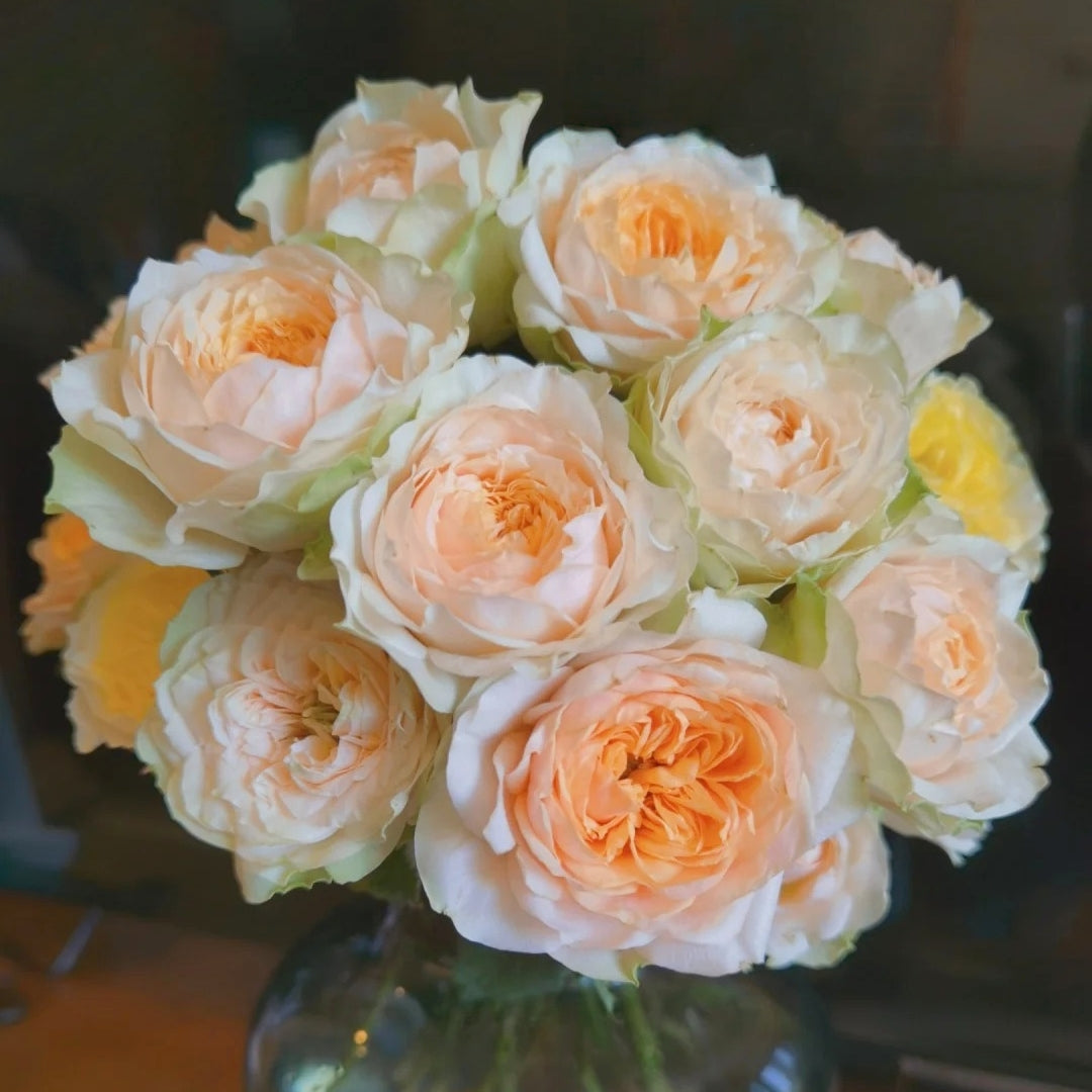 Gravity Rose