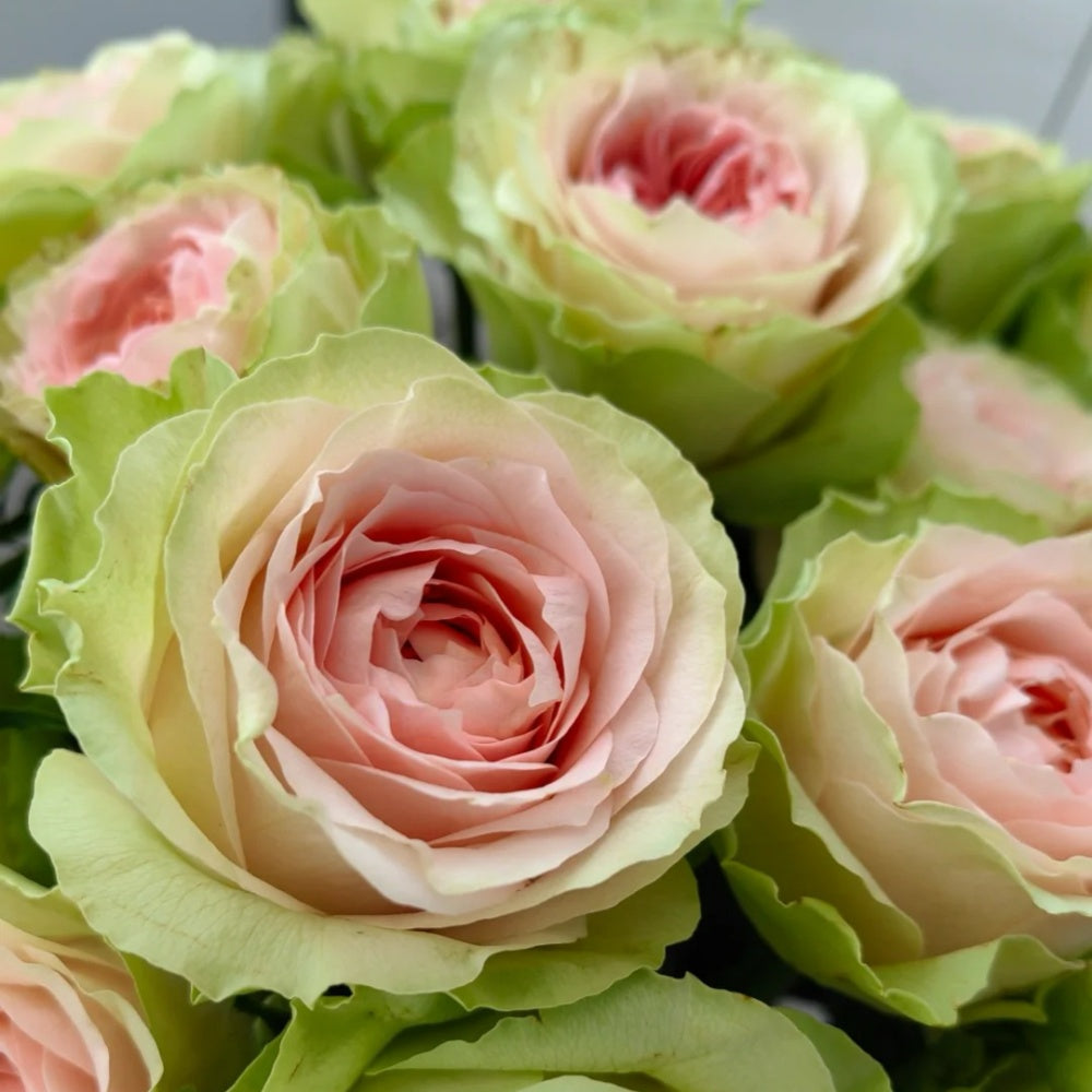 Gravity Rose-吸引力｜Japanese Cut Rose
