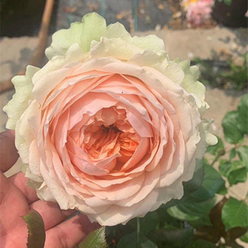 Gravity Rose