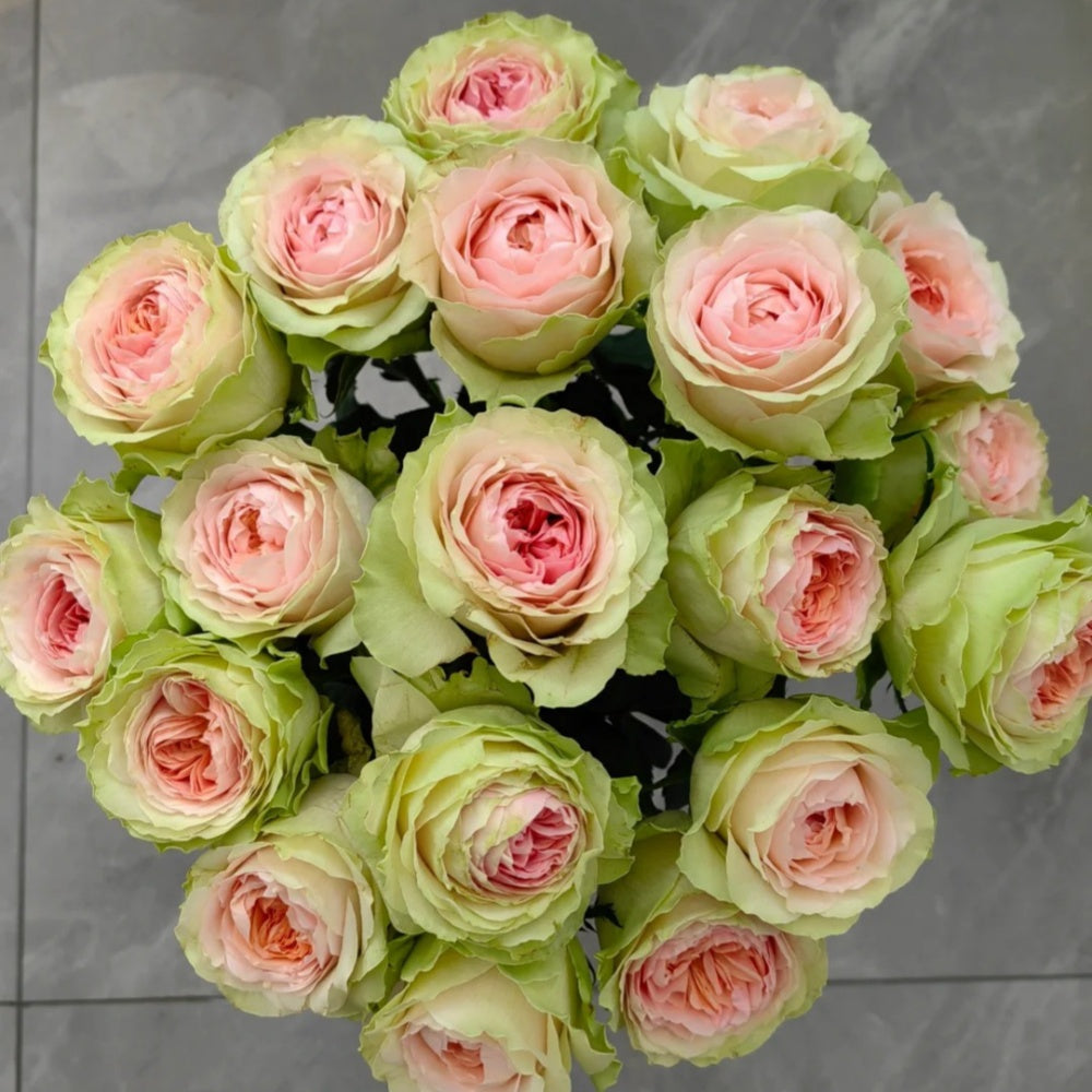 Gravity Rose
