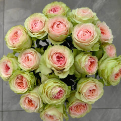 Gravity Rose